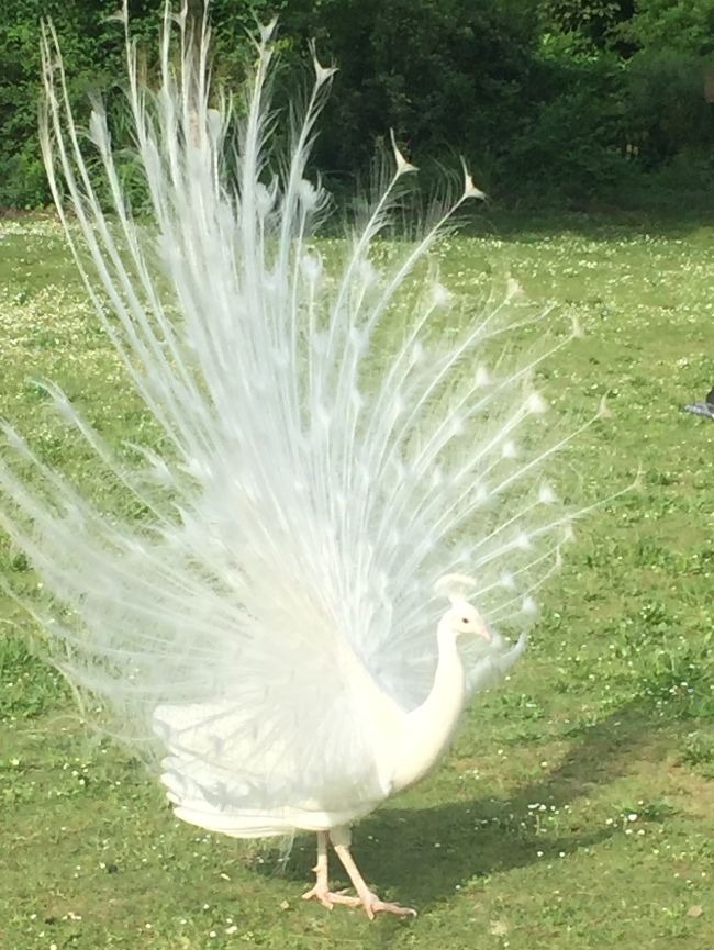 White peacock wedding dress hotsell