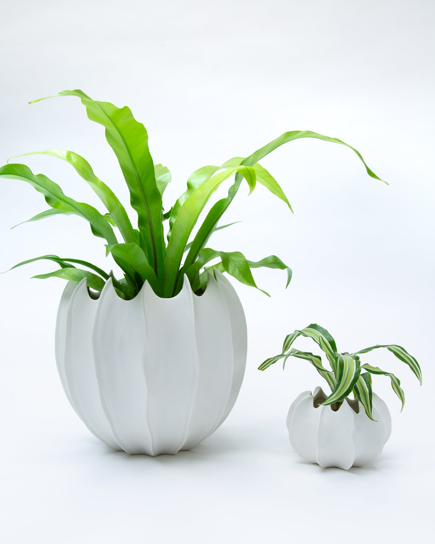 VASE AVA